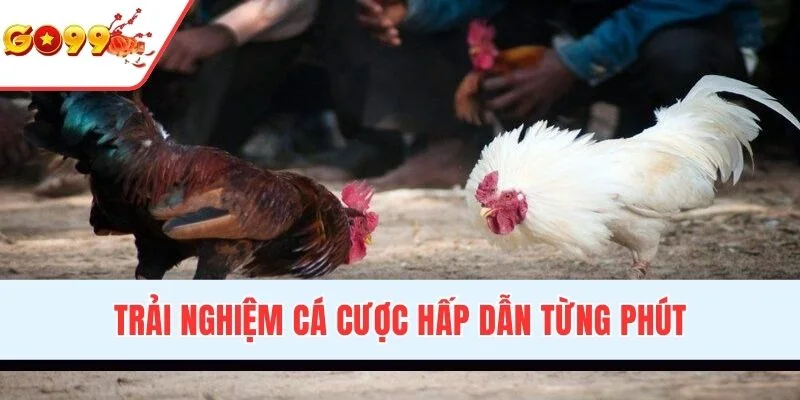 Trải nghiệm cá cược siêu hấp dẫn từng phút